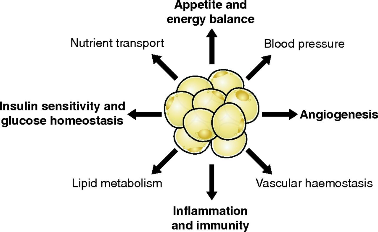 Research on hypoxia and fat cells